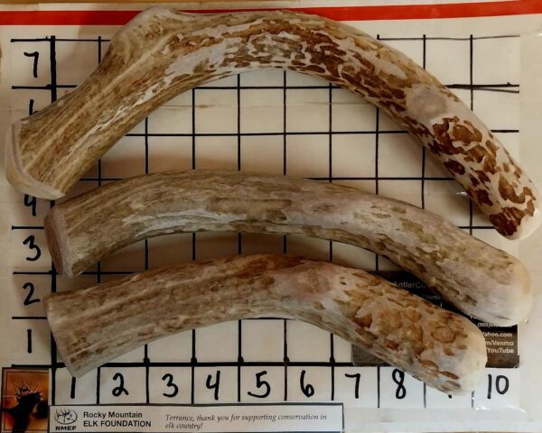 THREE XL SIZE PREMIUM DEER ANTLERS -- 10 ounce plus - 3 in Two Pounds! NEW G8 Deal