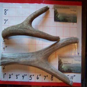 ONE-LARGE-and-ONE-MEDIUM-ANTLER-FORK-CHEW