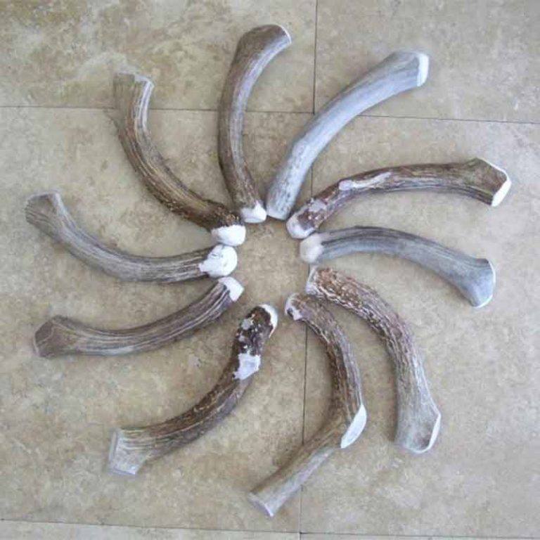 Usa Rocky Mountain Elk Moose Deer Antler Dog Chews