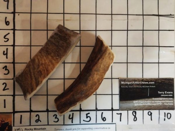 Big Small Piece of Moose - 3 to 4 ounces - 15 to 30 lbers - Great Chew - Alaskan/Pacific NW