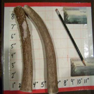 1LB Large – 2 Hard inner core