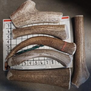 Monster Size Whole (14oz to Pound) – GREAT DEAL!! – Medium Hard as listed – Options- Bigger than pic looks