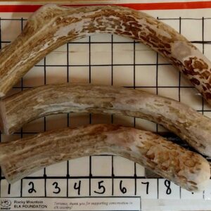 THREE XL PREMIUM ANTLER Deer/Elk Chews — 10 ounce plus – 3 in Two Pounds! NEW G8 Deal