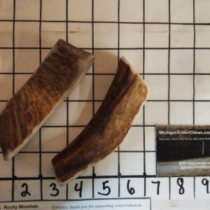Big Small Piece of Moose – 3 to 4 ounces – 15 to 30 lbers – Great Chew – Alaskan/Pacific NW