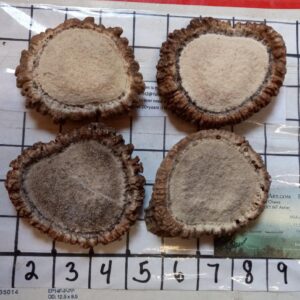 Crafting Antler – Tines and Crowns