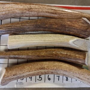 SIX (6) LARGE Antler Dog Chews- MEDIUM-HARD – DEAL! And OPTIONS! 6.3-6.6 ounce