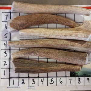 SIX (6) MEDIUM Antler Dog Chews HARD INNER CORE “options” – 6 Inch and up to 35-45lbers — Deal!!