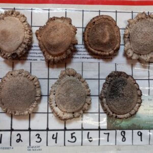 1 LB Medium Size Elk Crowns – 2 to 2.5 inch -7 pieces