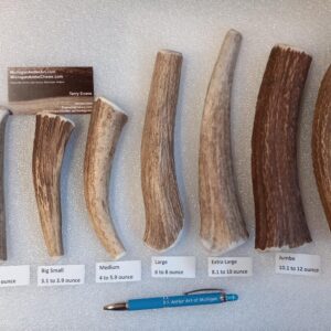 1.2LBS TWO Medium-Hard XL – Best Seller!!! 8 to 9 ounce –NEW LISTING