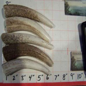 4-5 ELK TINES – ONE POUND﻿- Medium to Medium Hard – Hard by Request