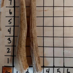 2 LONG Small Antlers – 7″+ Long - Choose your Strength- Best Seller!