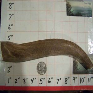 ONE 11″ XLARGE ELK Tine/Beam – HARD INNER CORE – 11 to 12oz!-OPTIONS