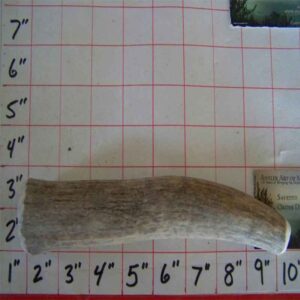 14oz TWO 8″ to 9″ LARGE ELK WHOLE – MEDIUM INNER CORE – 6 to 7 ounce