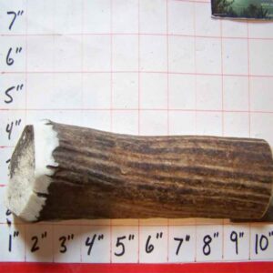 ONE 9″ JUMBO Elk SPLIT – (10 to 11 Oz) 75lbers – Harder Strength