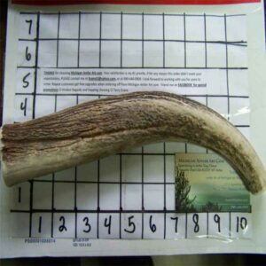 One 12″ TROPHY JUMBO ELK CHEW 13oz to 1 Pound