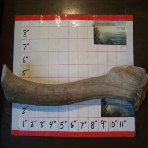 One 13″ JUMBO ELK – Hard Inner Core or Medium Hard – 1.6 to 1.8bs