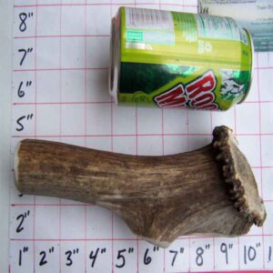 One 8″ JUMBO ELK – HARD INNER CORE with or without CROWN – 1 POUND!