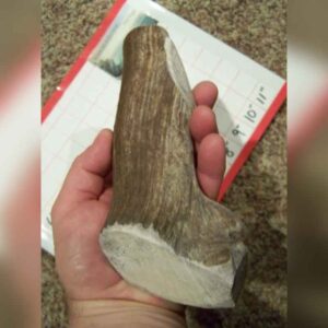 10″ BIG JUMBO ELK – MEDIUM-HARD INNER CORE or Pick Your Strength – 1 Pounder!