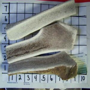 3 BIGGER XL SIZE Elk SPLITS – Pick your Strength – 10 to 11 Ounce Each! 2 lbs!!