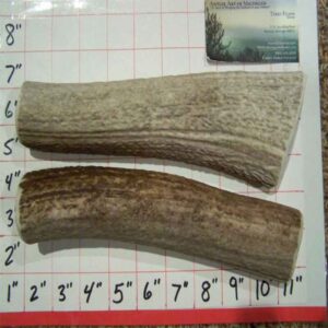 Two 8″ Jumbo Elk – Medium Inner Core- 9 to 10 ouncers