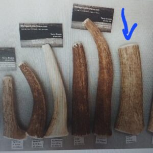 70 to 80lbers Jumbo Antler Chew – Big Labs/Retrievers/GSD Chew (9.5 to 10 oz) – Favorite