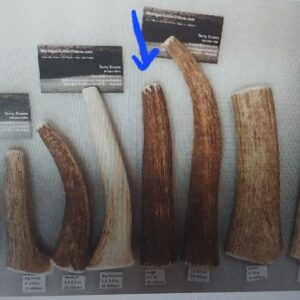 45 to 55lbers -Large Antler Chew – (6 to 7 oz) – Medium to Medium Hard