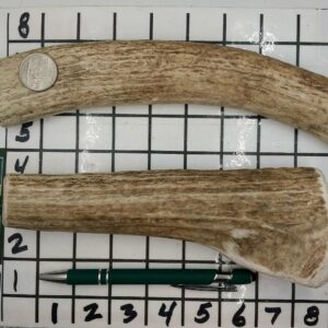 2 Extra Large MEDIUM Strength- Options on Strength – BEST seller! (7.5 to 8 oz) 65lb Range Dogs -NEW