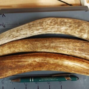 1 XLarge Medium Hard Elk Chew 8.2 to 9 ounce – Good one