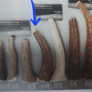 25 to 35lbers – Medium Size Antler Chew – (4 to 5 oz) Super Sale!