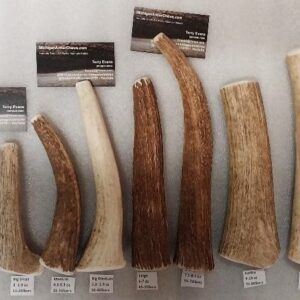 Whole Antler by the Piece/Size