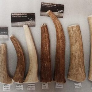 ONE 9″ to 10″ ULTRA JUMBO ELK – Medium Medium Hard – 1lb Version – Big ones – Good Ones!