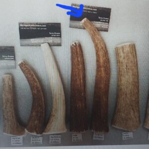 55 to 70lbers – X-Large Antler Chew – Labs/Retrievers/Boxers (7.5 to 8 oz)