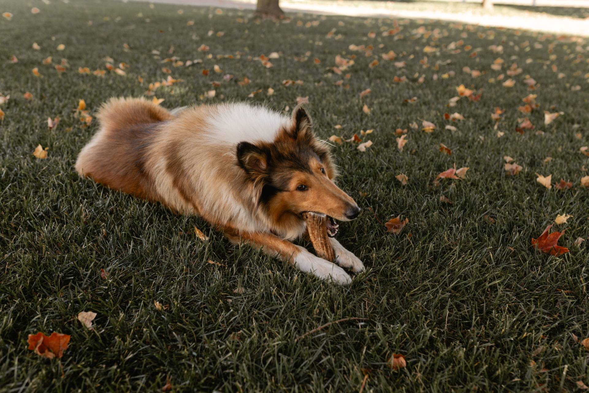 Naturally Shed Antler Dog Chews