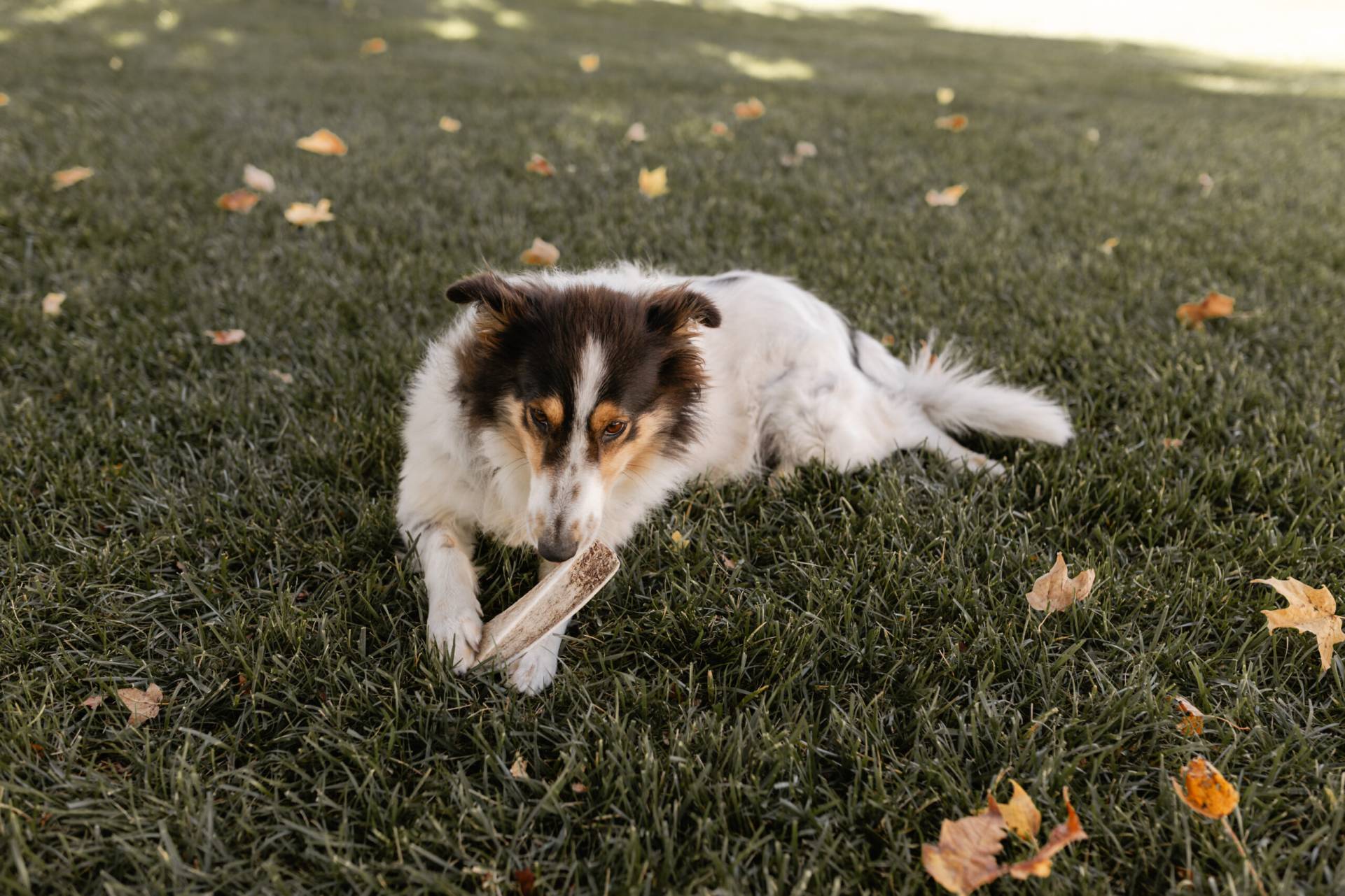 Long Lasting Antler Chews for Dogs