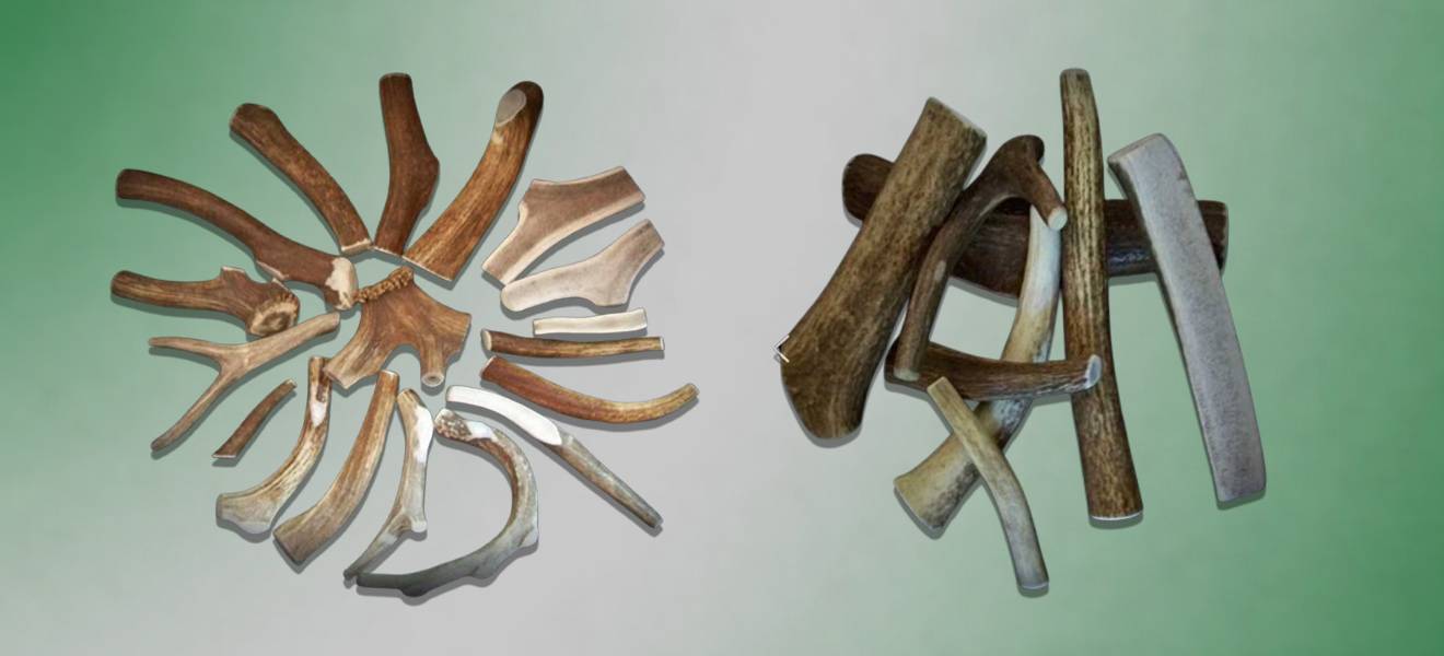 Premium Antler Dog Chews